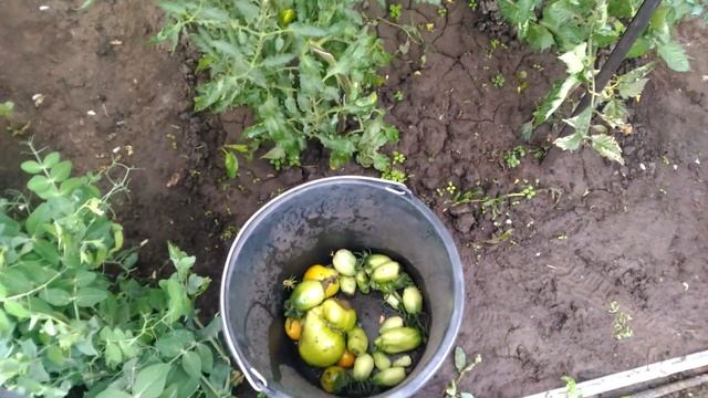 10 июня. Последствия аномальной жары в теплице с томатами смотреть онлайн