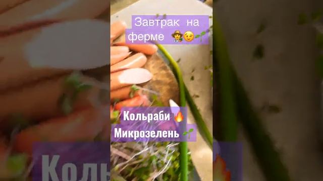 Завтракаем на ферме ??????кольраби красная ?Микрозелень