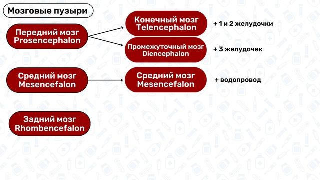 4 мозговых пузыря