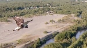 Ястреб и дрон.