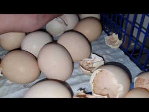 Инкубатор РЭМИЛ ИТОГ ИНКУБАЦИИ
