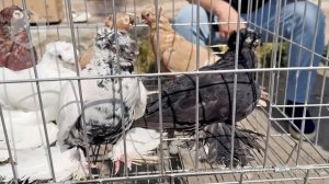 Птичий рынок г. Ташкент - ГОЛУБИ (16.09.2023) / Uzbek Pigeons / Usbekische tauben