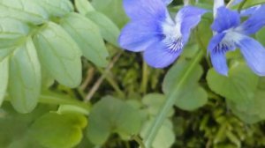 Kizoa - Immergiti negli azzurri di maggio a Villanova delle grotte/Zavarh