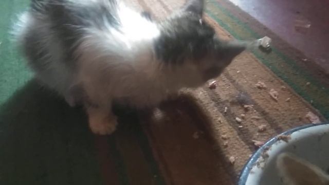 Коты едят смотреть онлайн