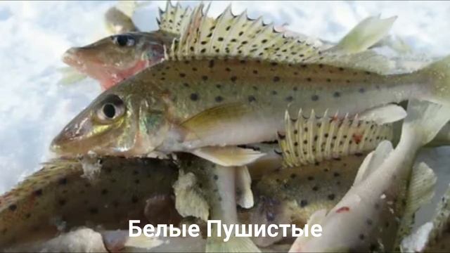 ЁРШ-НОСАРЬ?/Рыбы/Животные/Интересные факты