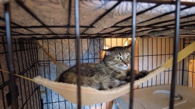 ЛЕНРЕМОНТ помог кошачьему приюту! Сделали ремонт в кратчайшие сроки и закупили все необходимое