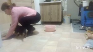 Воспитание щенка немецкой овчарки, 1 мес. 11 дней.