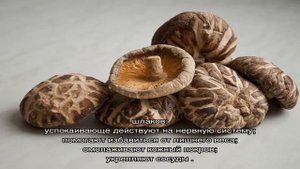 Грибы шиитаке — польза и вред «эликсира жизни»