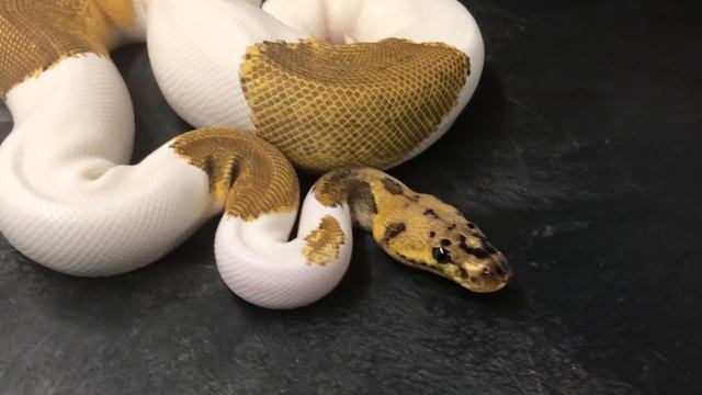 Ball Python Morphs #7  CLOWN PIEDS!