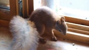 Домашняя белка. Белка кушает гриб