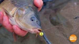 Рыба моей мечты: во-о-от такая! Доброе утро. Фрагмент выпуска от 21.07.2023