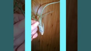 Тилландсия бутси и бульбоза (tillandsia butzii, tillandsia bulbosa)