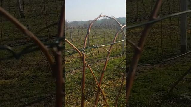 Malina letnia Glen Ample смотреть онлайн