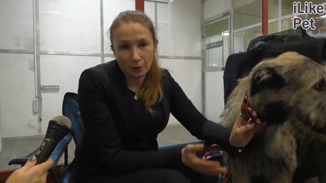 Ирландский волкодав на ilikepet. Особенности породы, уход