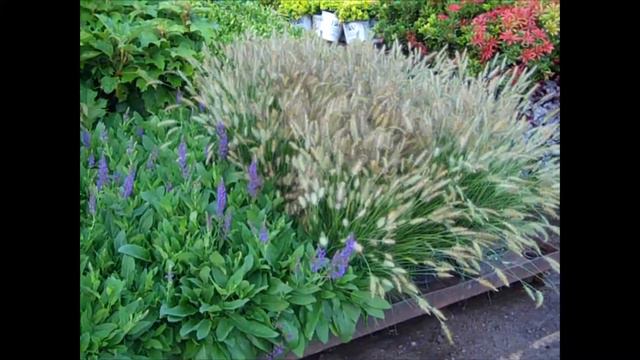 8_6 _19 Willoway Dock Video