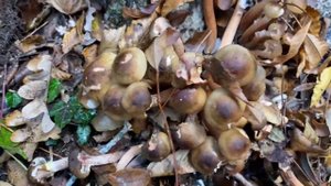 Я такого еще не видела! 3,5 кг опят на одном месте. Грибы Крыма, сбор опят, октябрь 2022г