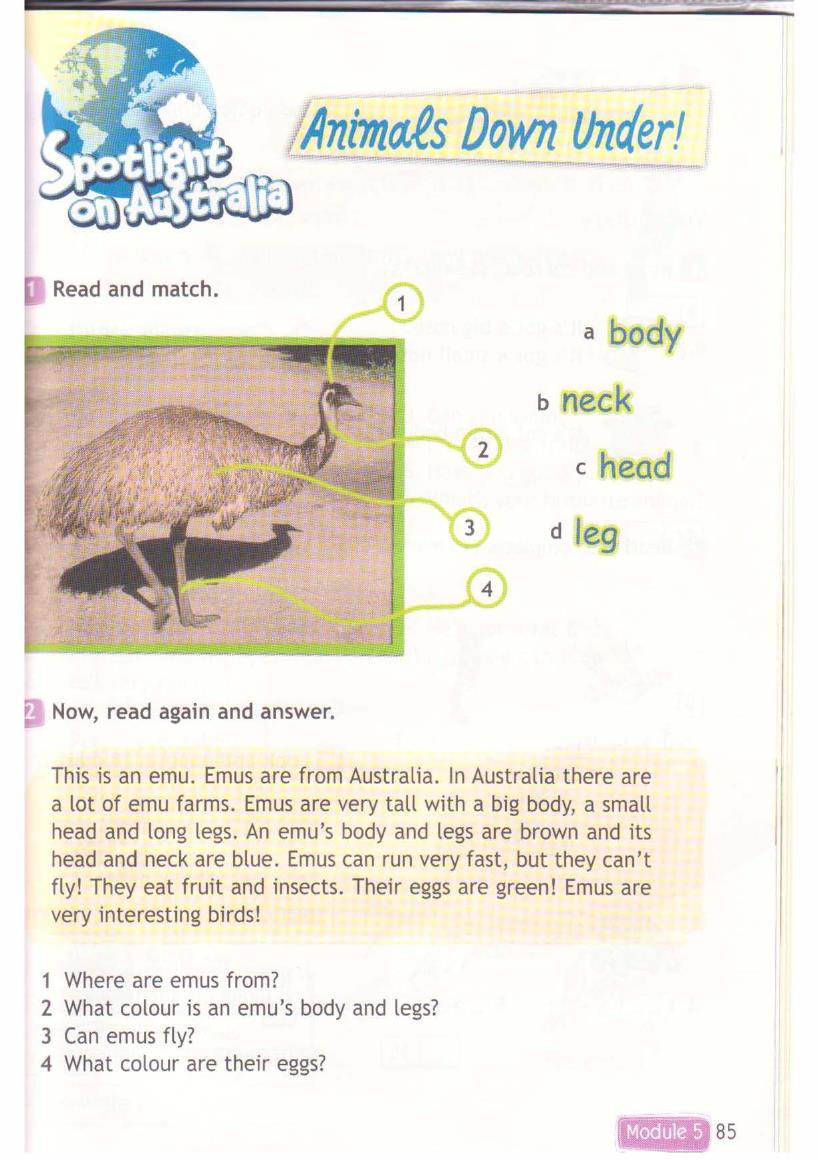 Read again what are these. Животное эму на английском. Read and answer 3 класс. Emu перевод. This is an Emu как читать.