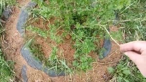 Теплица после кур и уток   и что растёт на огороде