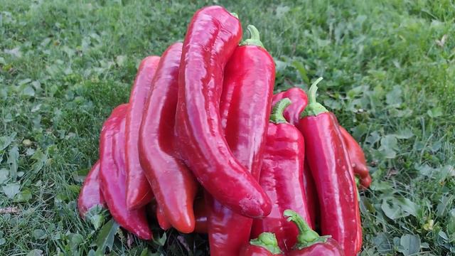 162. Этот сорт сладкого ПЕРЦА завалит вас урожаем. Соседям будете раздавать. смотреть онлайн