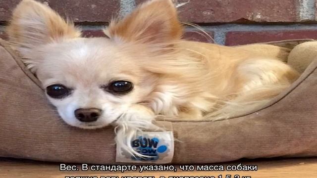 Сколько живут чихуахуа в домашних условиях