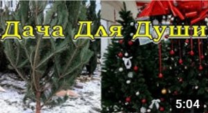 КАК выбрать ЁЛКУ: живая или искусственная????