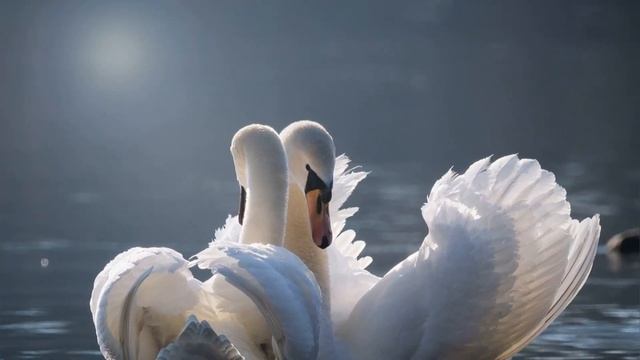 Белый лебедь/ К.Бальмонт. смотреть онлайн