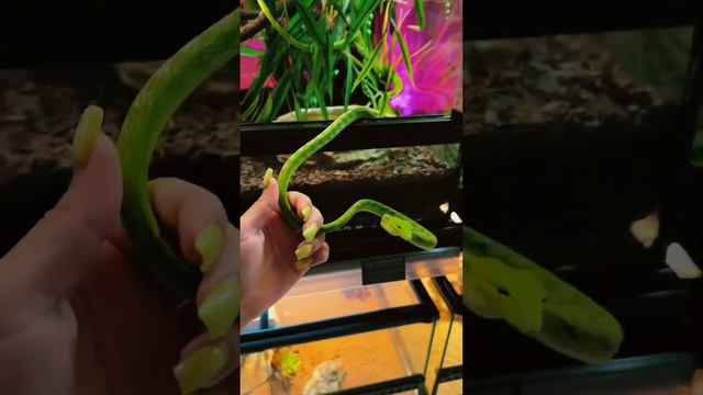 Каких змей зеленого цвета вы знаете? смотреть онлайн