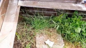 Поведение Беременной Черепахи #черепаха #сухопутная