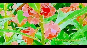 basil - Impatiens balsam 1  【MusicVideo】【高音質】