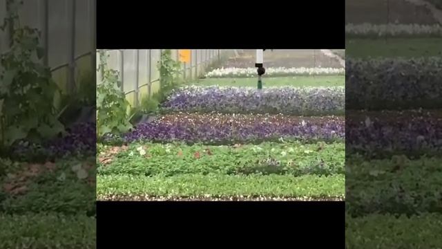 Поверхностное орошение в теплице