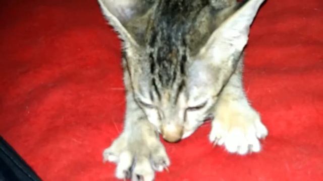 Камбоджийский Кот любит сосать подушку смотреть онлайн