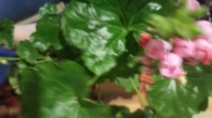 Пеларгония тюльпановидная  Red Pandora. Интересное цветение.