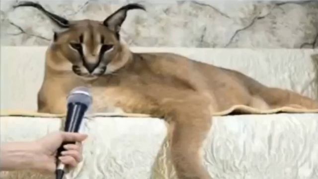 БИГ ШЛЁПА ВКИНУЛСЯ БАБКУСОМ ЭКСТРИМ И НАЧАЛ ЧИТАТЬ БЫСТРЕЕ ЭМИНЕМА ШОК ЭКСКЛЮЗИВ СМОТРЕТЬ ВСЕМ смотреть онлайн