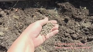 В ГРЯДКУ ПЕРЕД ПОСАДКОЙ ЧЕСНОКА ОЗИМОГО ДОБАВЛЯЮ ЭТО! ЧЕСНОК РАСТЕТ СКУЛАК! Что добавить под чеснок