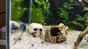 Запуск первой курочки ( жизнь в аквариуме)