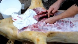 КАК ПРАВИЛЬНО РАЗДЕЛАТЬ ТУШУ СВИНЬИ
