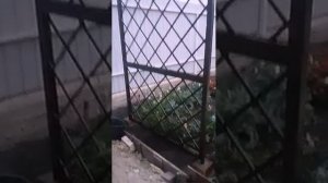 ШПАЛЕРА ДЛЯ РОЗ своими руками
