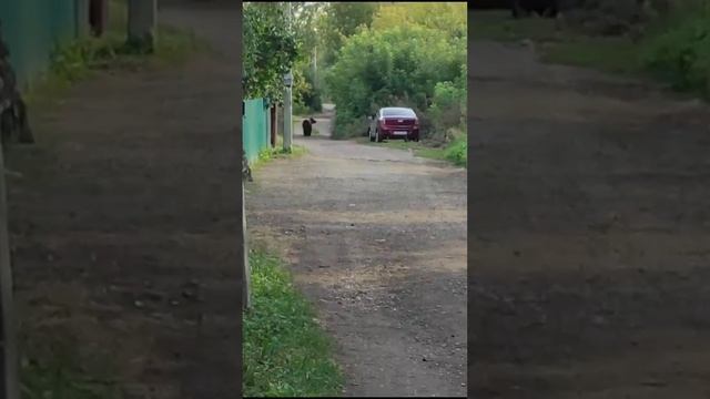 В Уфе медвежонок забрел в частный сектор