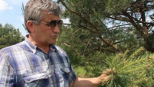 Сосна обыкновенная.Дерево нашего долголетия.