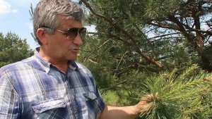 Сосна обыкновенная.Дерево нашего долголетия.