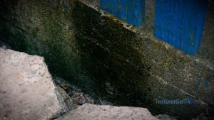 удалитель грибка и плесени. видеотест