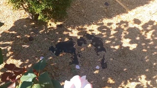 Роза "Лоран Каброль", обзор и описание. смотреть онлайн