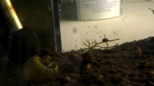 Как разводить дафнии дома !