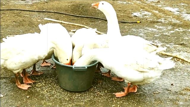 Трудовые будни /// Гуси МАМУТЫ. смотреть онлайн