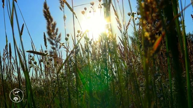Природа со Звуками Поля с Цикадами и Ветерком | Красивые Ромашки в Солнечных Лучах для релаксации