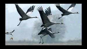 Далеко журавли улетели  ( собственные исполнения.)