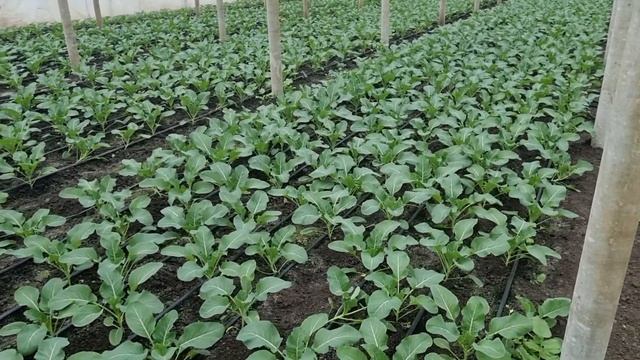 Цветная капуста Абени F1 в теплице. смотреть онлайн