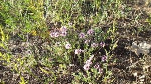 ЧАБРЕЦ (ТИМЬЯН) ПОЛЕЗНЫЕ СВОЙСТВА