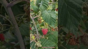 Малина в сентябре, сорт хорошо подойдёт дачникам, мало ухода, можно не подвязывать #малина