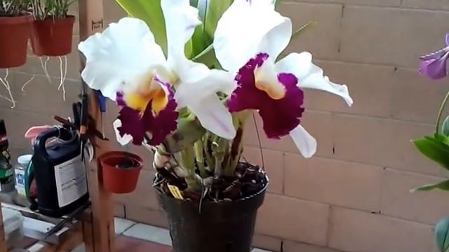 cattleya orchids bloom in summer 2014 смотреть онлайн